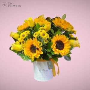Box Golden Sun